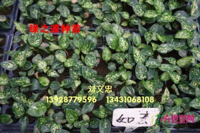 粗勒草
