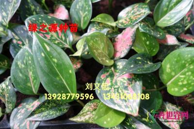 粗勒草